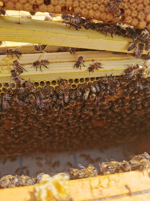 Odkłady pszczele 2026