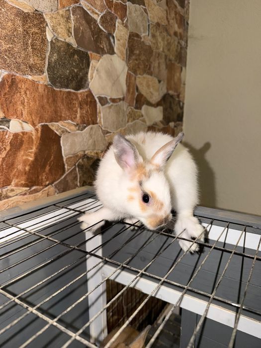 Coelha mini holandesa