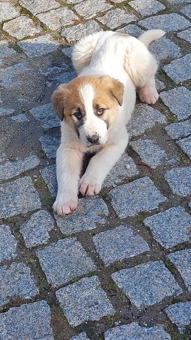 Cadela gado transmontano