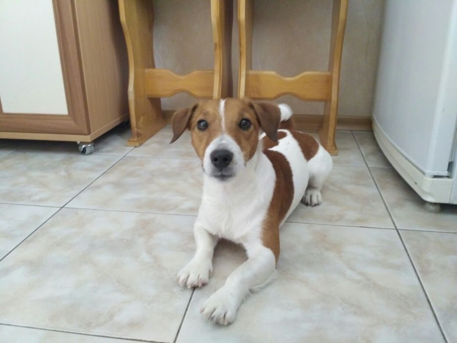 Вязка. Джек Рассел Терьер ищет невесту