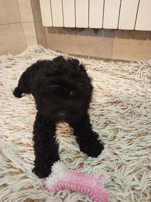 Szczeniak Cavapoo