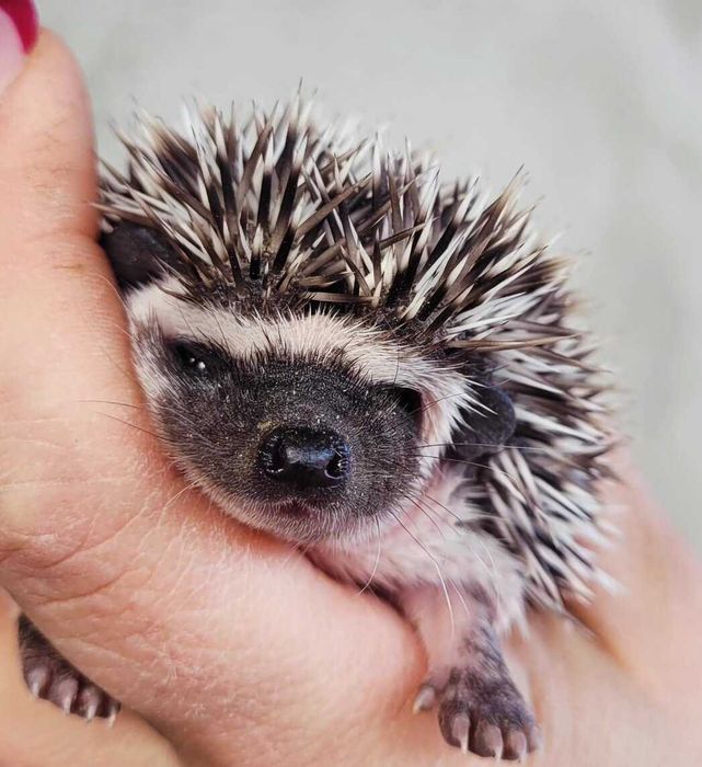 Jeż Pigmejski jez miniaturka - młodziutkie samce i samiczki