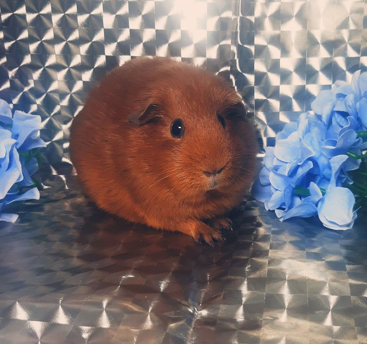 Морская свинка,морська свинка,морские свинки,морські свинки