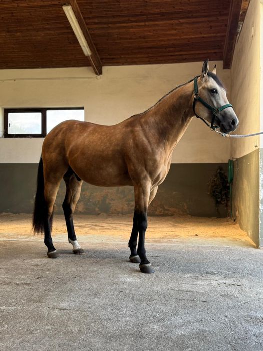 Ogier AQH 3 lata reining