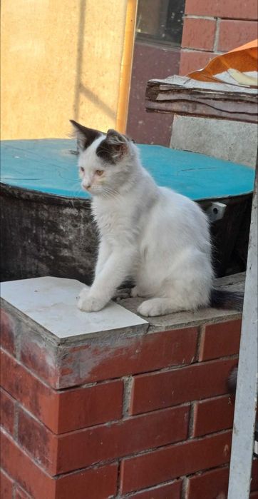 Котята в ответственные, добрые, любящие руки.