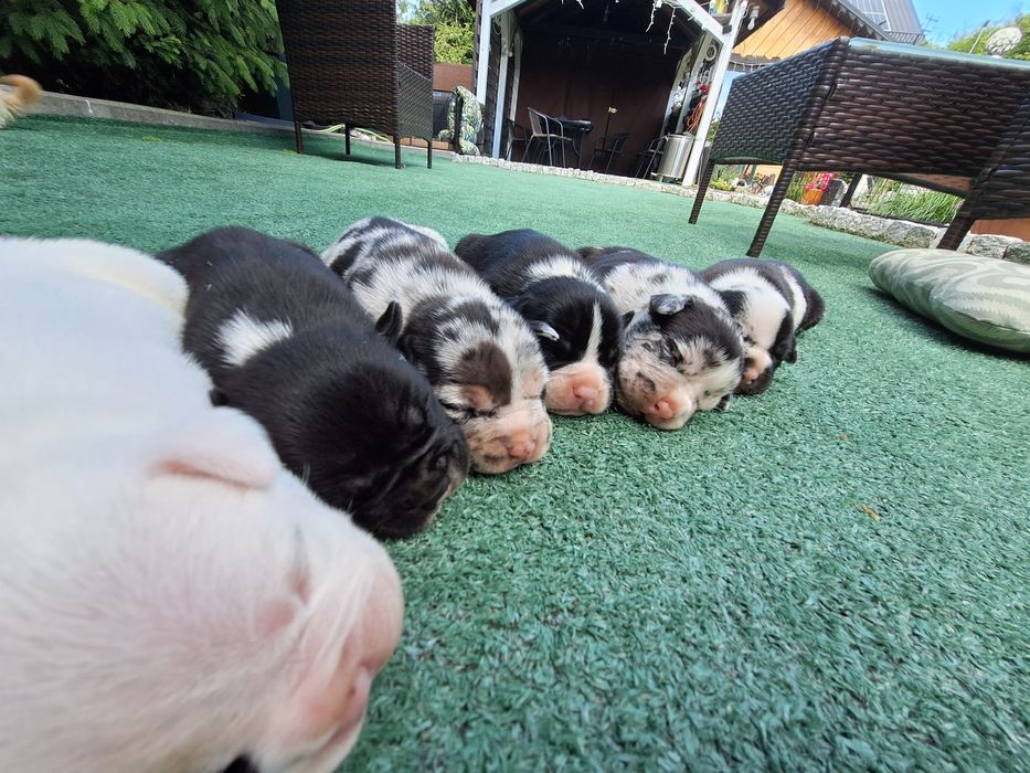 American bully  szczenię  z metryką