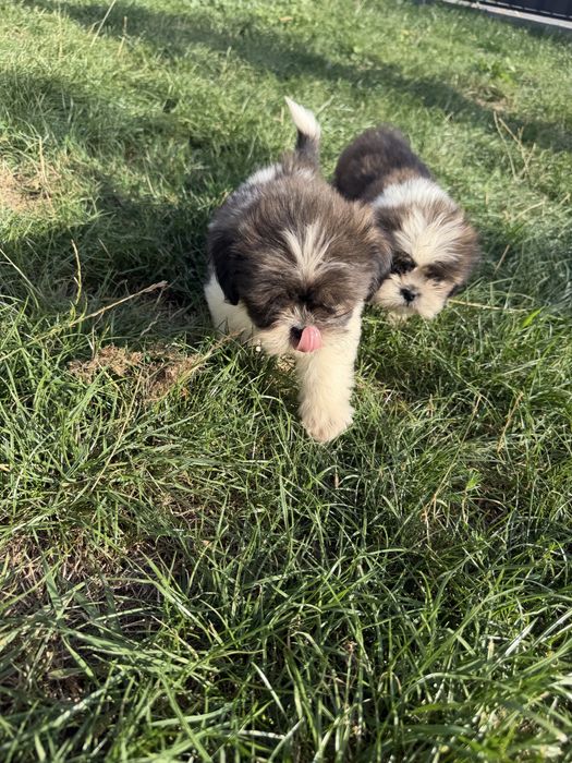 Śliczny Piesek Shih-Tzu Gotowy Do Odbioru,Metryka,Książeczka,Chip !!