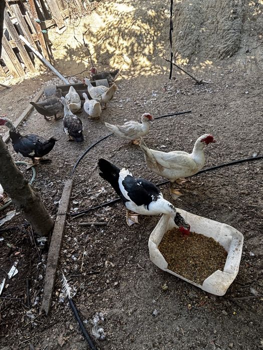 Patos e patas  grandes