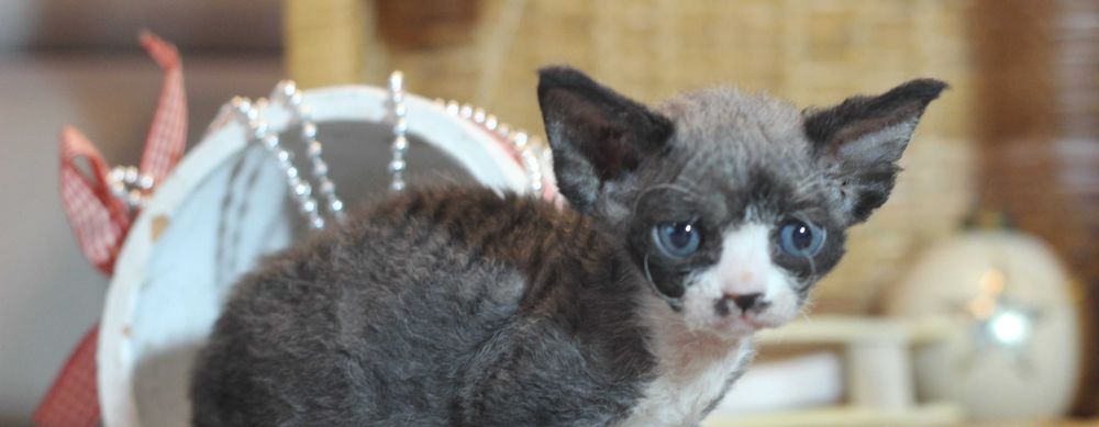 Wednesday - koteczka Devon Rex po championie