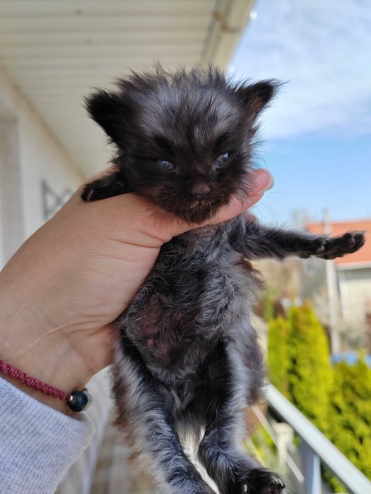 Котенок Мейн Кун, черный дым, Black Silver
