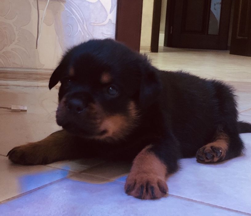 Резерв на породистых щенков ротвейлера.