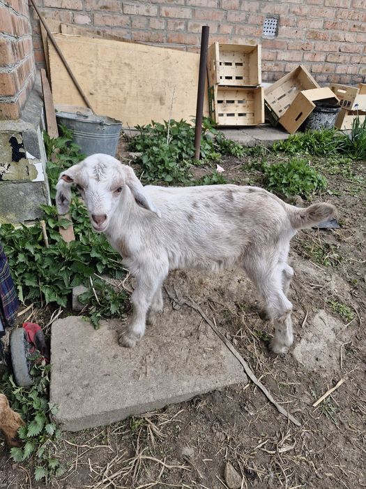 кози нубійські козеньта