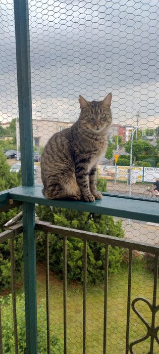 4- latek potrzebuje domu