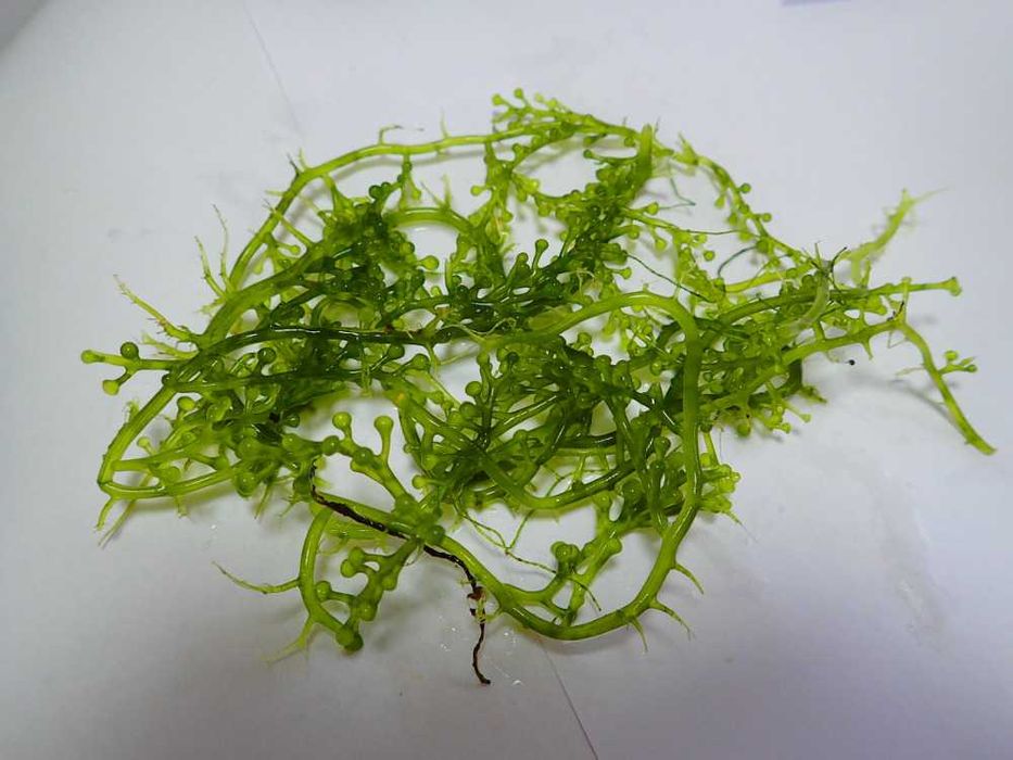 Caulerpa racemosa