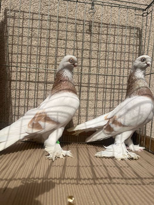 Blauwinder Samce