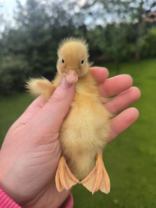 Kaczki call duck, dwie kaczuszki +kaczorek