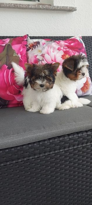 Yorkshire terrier Biewer