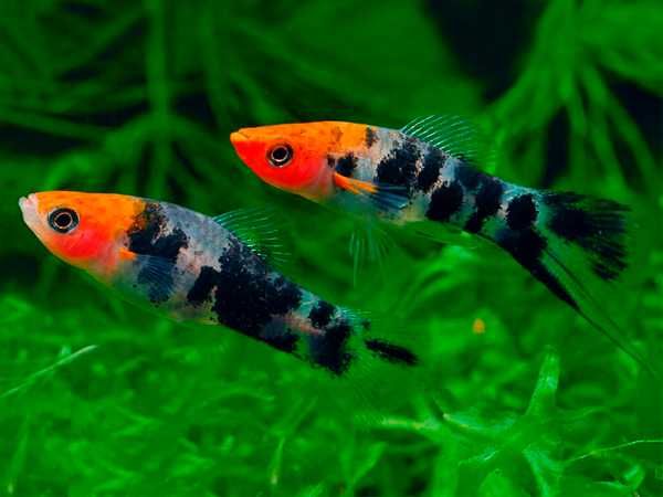 Mieczyk Hellera odmiana KOI - TRICOLOR - Xiphophorus helleri KOHAKU