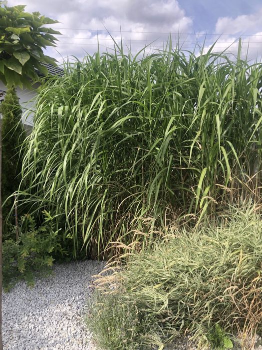 Miskant olbrzymi duze sadzonki wysylka