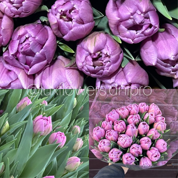 Тюльпан ОПТ, букети