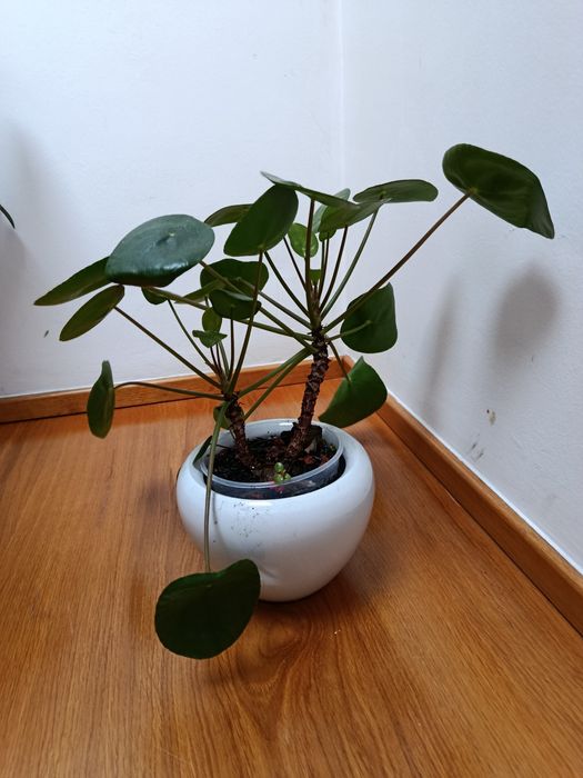Pilea peperomioides  Pieniążek