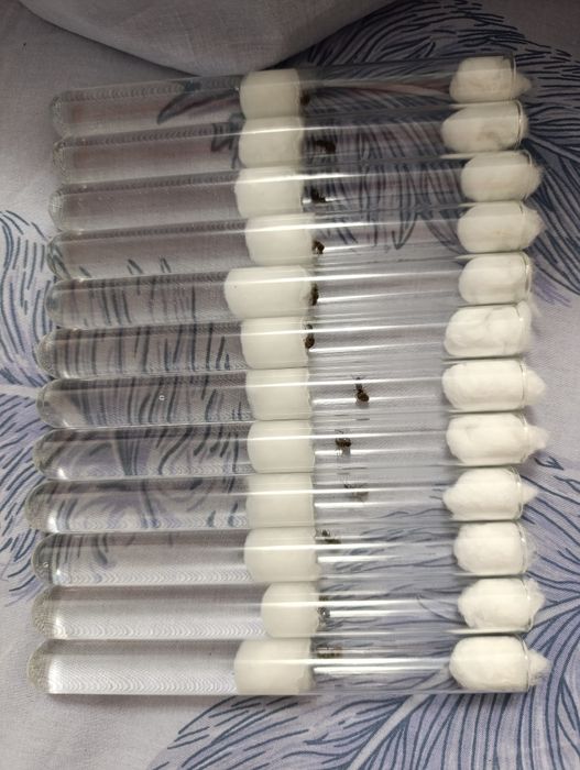 Lasius niger матки з розплодом на різних стадіях + 5  робочих