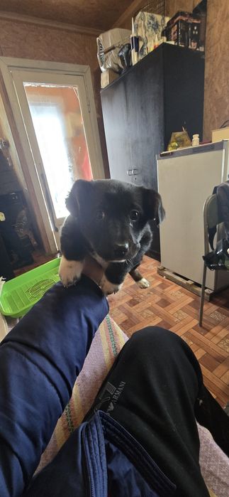 Дівчинка 2 міс 2 тиж. Шукає родину