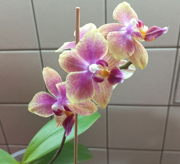 Орхидея Сого Готрис.