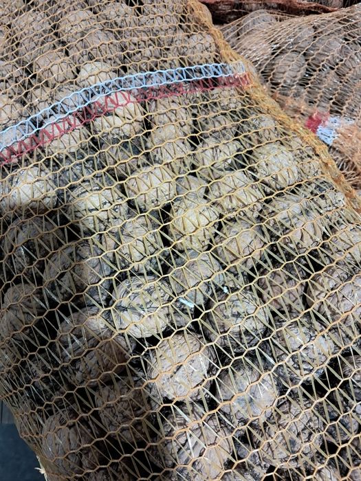 Orzechy włoskie całe