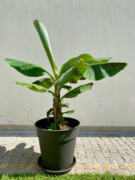 Bananeiras „Musa Dwarf Cavendish“ (3 disponíveis, com rebentos)  30€ Negociável