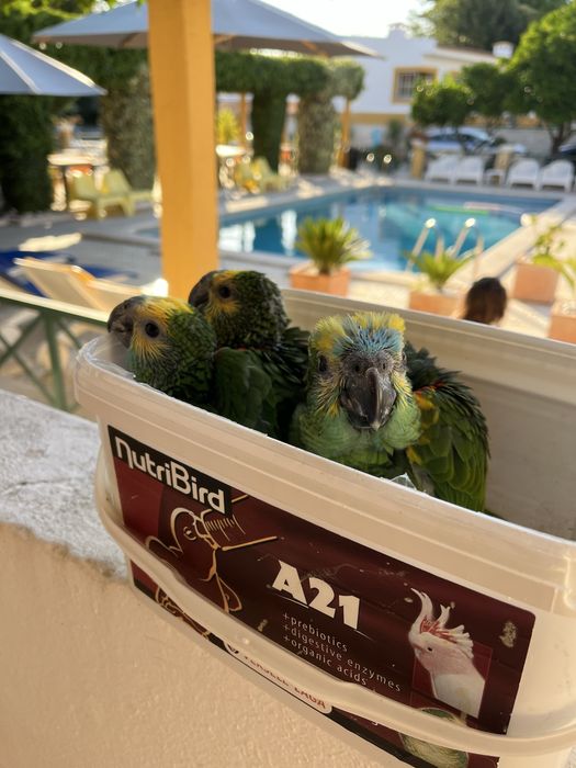 Papagaio amazona Aestiva aestiva