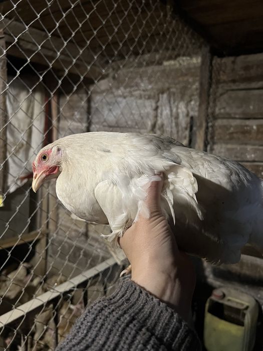 Молоді кури ,півні