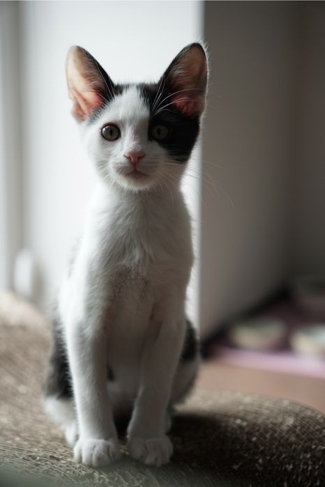 Котик шукає люблячу сімю!!