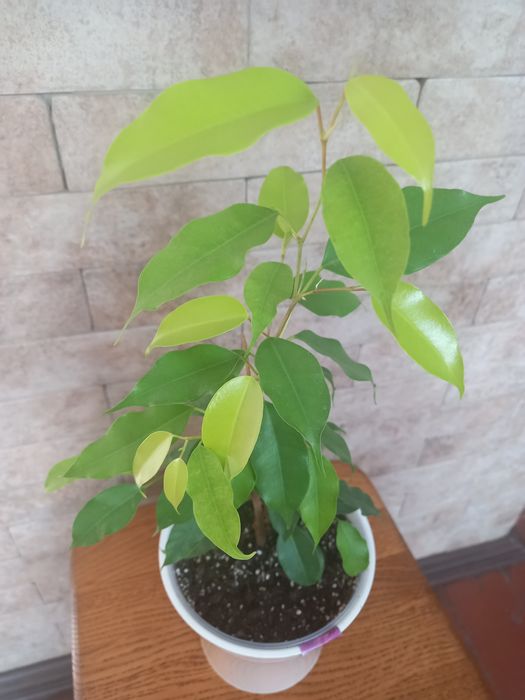 Фикус Неон, продам