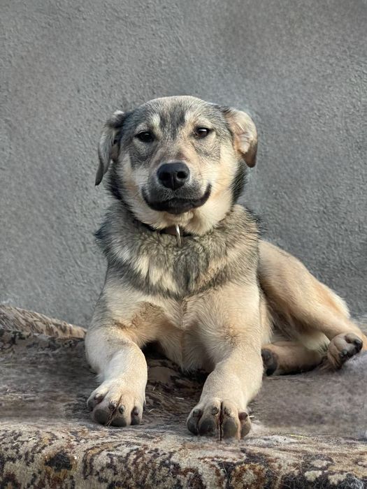 Отдам даром в добрые руки щенка метис овчарки