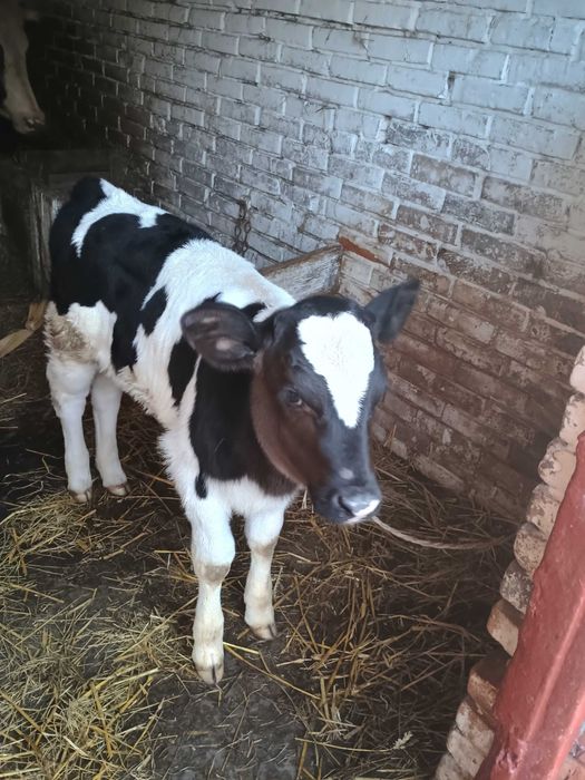 Продам теличку 4 тижні. Волинська область