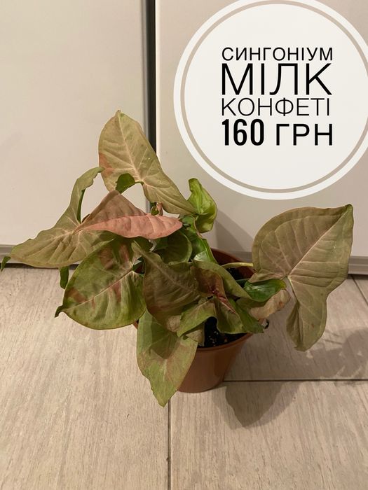 Пропоную різні домашні кімнатні рослини