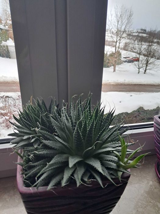 Kwiaty kaktusy doniczkowe