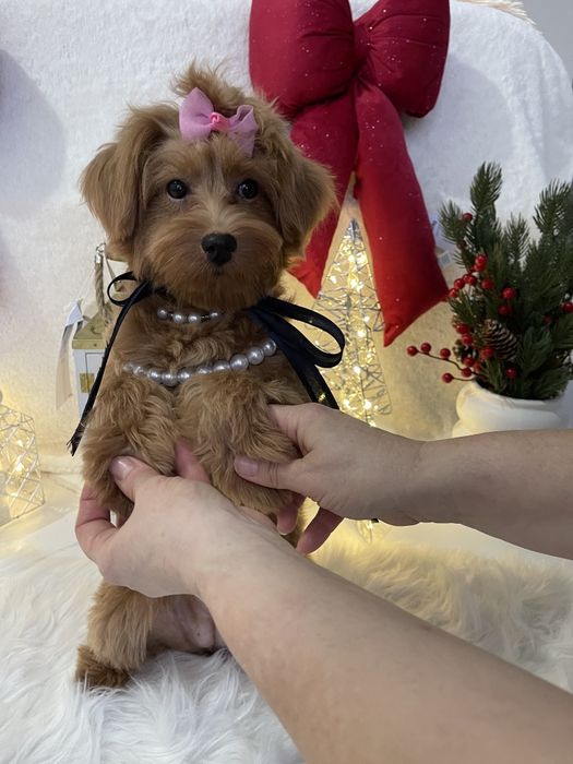 Ніжність, яка гавкає  чудові Помапу вже чекають