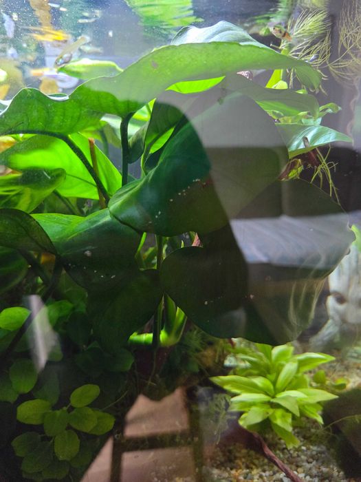 Anubias roslina do akwarium