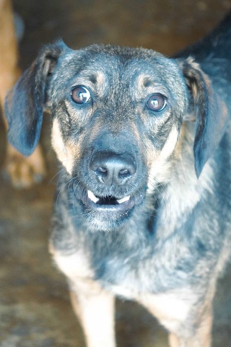 Włoch - piękny pies szuka domu