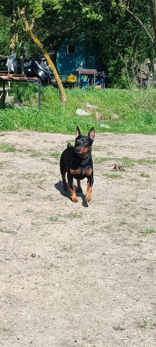 Вязка цвергпинчер!