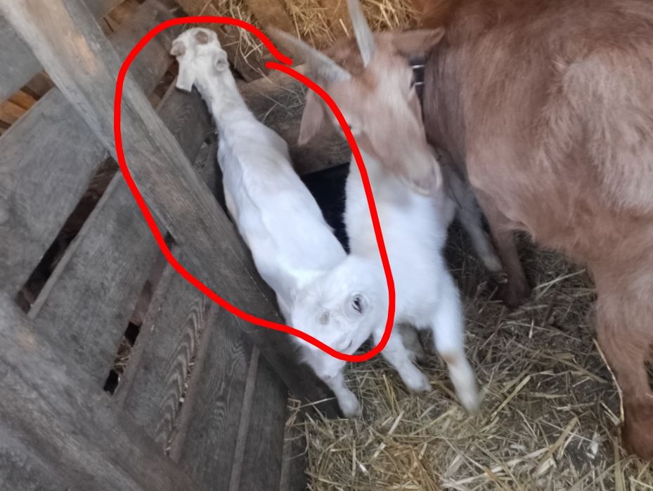 Młode koziołki do rezerwacji lub odpijenia