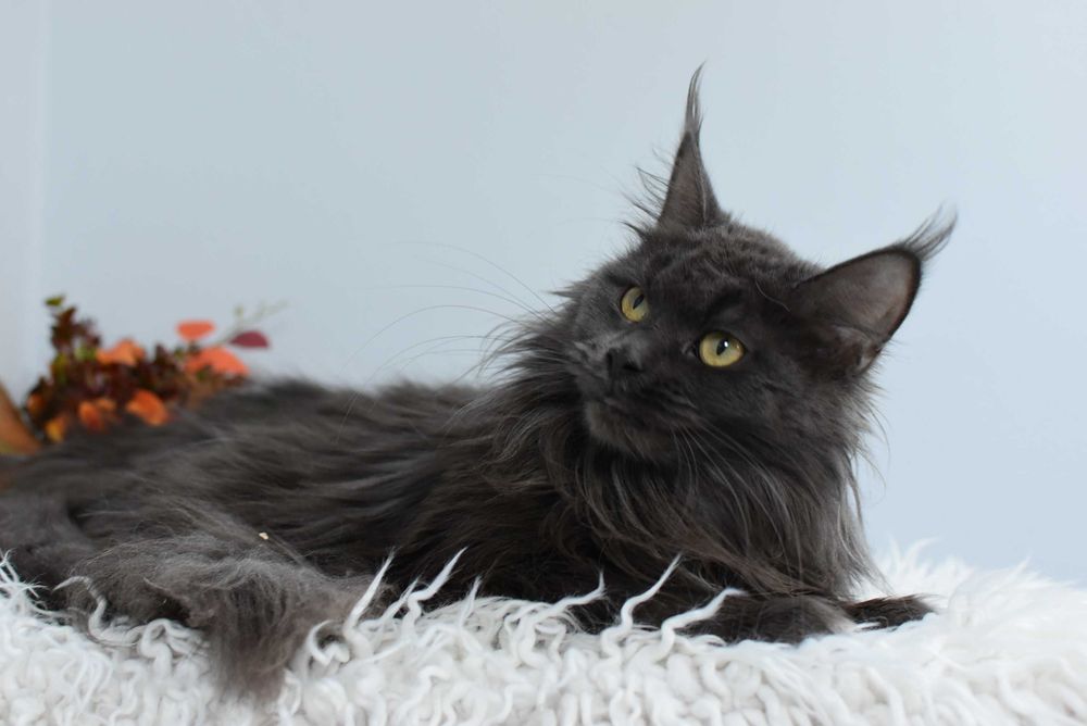 Do Adopcji Kotka Maine Coon /Rodowód FPL