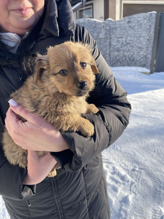 Відам цуциків в хороші руки
