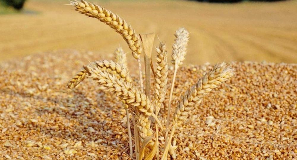 Пшениця 2025 року