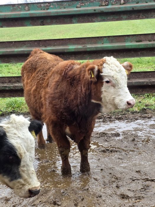 Byczki odsadki 14 sztuk