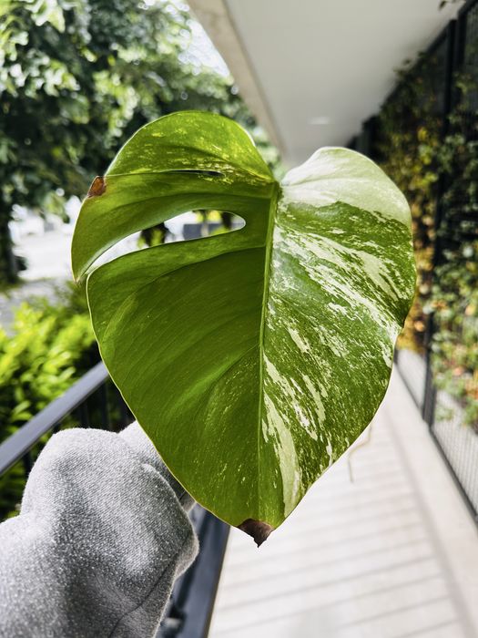 Corte de Monstera Variegata