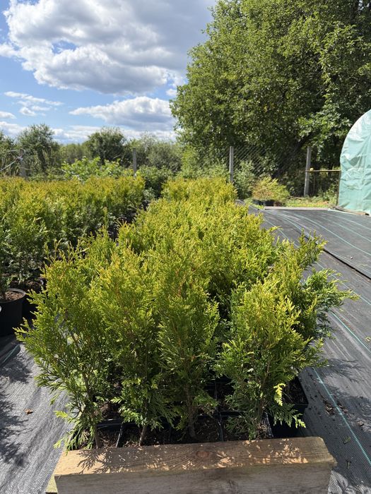 TUJA KÓRNIK – Thuja occidentalis – ok 60 cm – 10zł/szt.