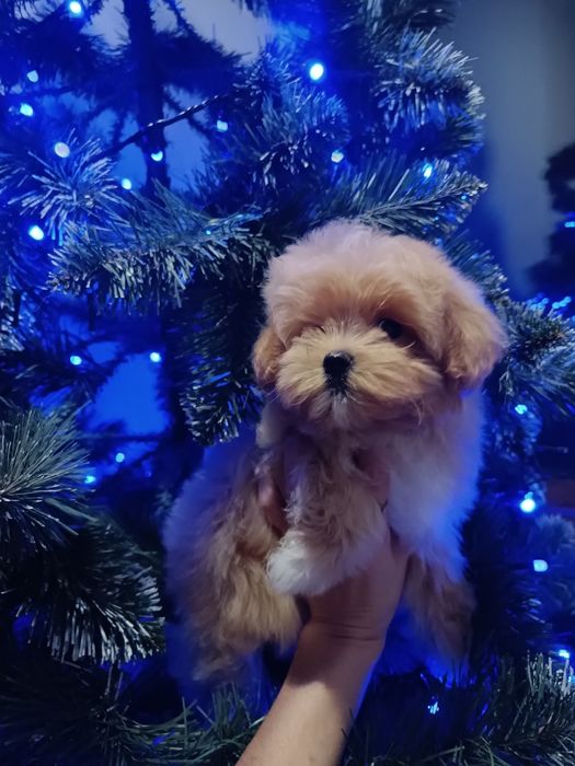 Дівчатка і хлопчики міні маленькі діти мальтіпу F2.і F1 Львів.